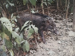 A wildlife in Singapore, wild boar.